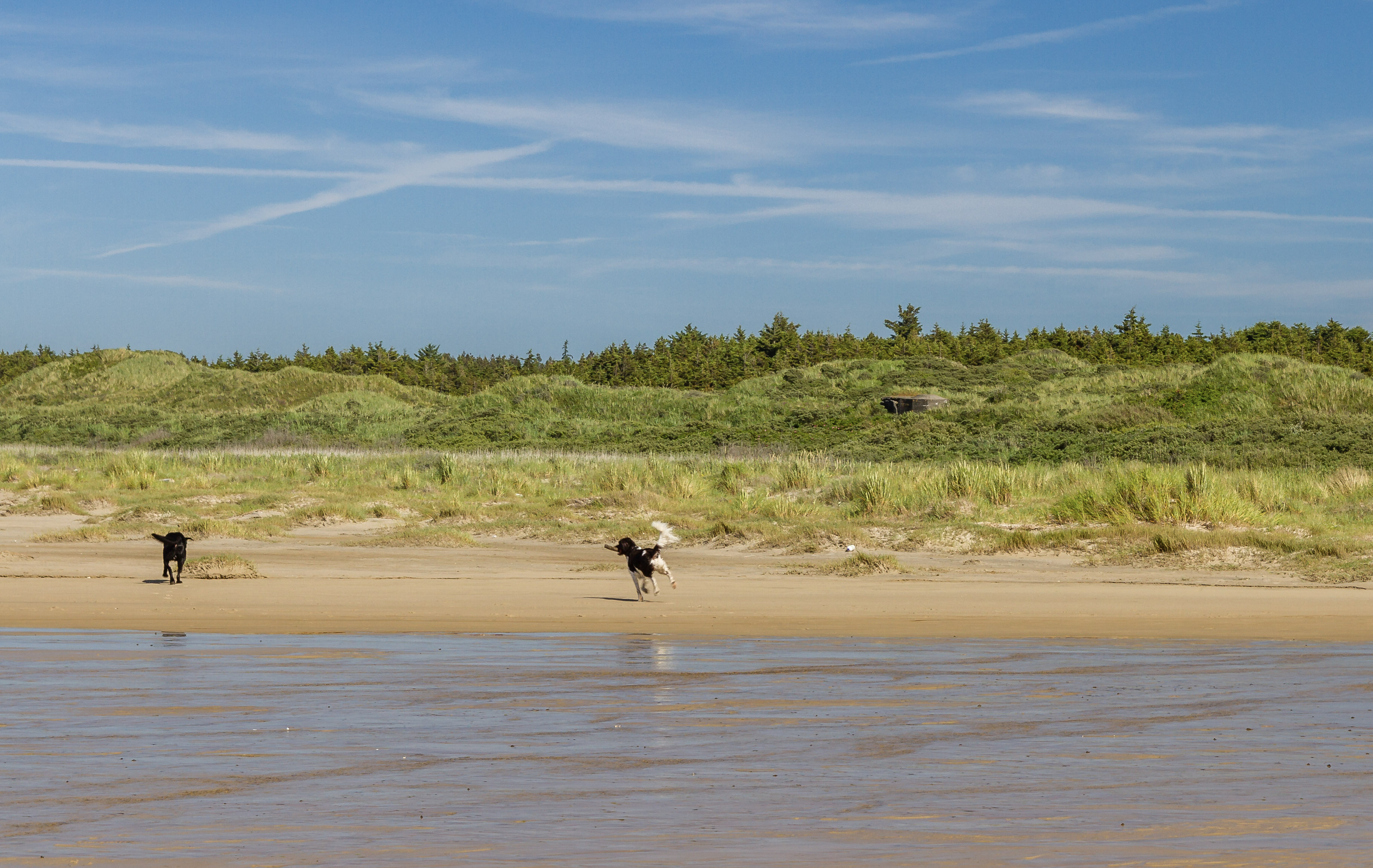 Tag hunden med på ferie